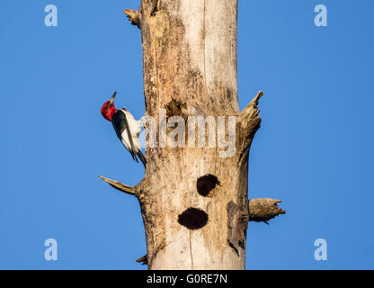 A beautiful Red-headed Woodpecker (Melanerpes erythrocephalus) drilling a nesting hole on a dead tree trunk. Texas, USA. Stock Photo