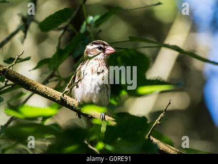 A female Rose-breasted Grosbeak (Pheucticus ludovicianus) perched on a branch. High Island, Texas, USA. Stock Photo