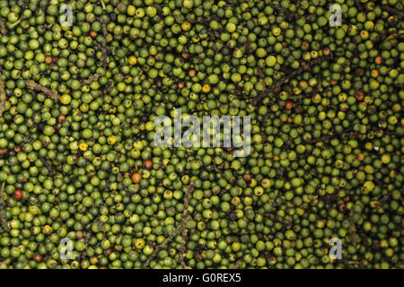 Fresh Green peppercorns (Piper nigrum) background texture Stock Photo