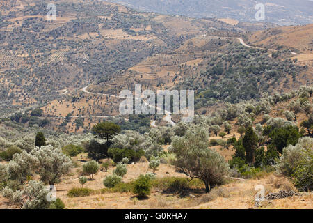 Amari valley in Crete with trees and road. Greece. Horizontal Stock Photo