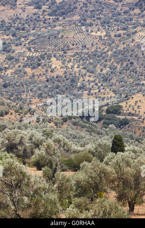 Amari valley in Crete with trees and road. Greece. Vertical Stock Photo