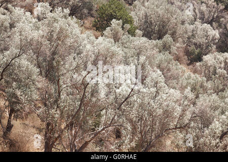 Trees in Amari valley. Crete. Greece. Horizontal Stock Photo