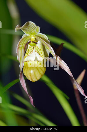 Pearces Phragmipedium Slipper Orchid - Phragmipedium pearcei  From Peru, Columbia, Costra Rica, Ecuador Stock Photo