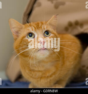 ginger cat Stock Photo