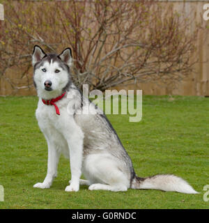 siberian husky sitting Stock Photo