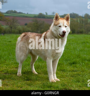 siberian husky dog walking in park Stock Photo - Alamy
