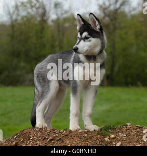 siberian husky puppy Stock Photo