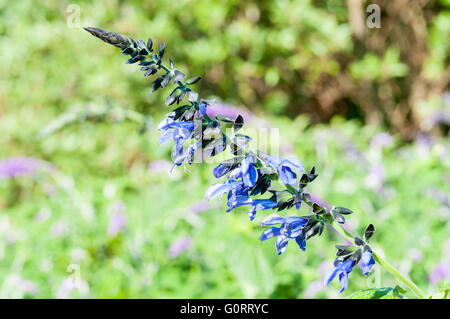 Salvia guaranitica, Black and Blue. Stock Photo