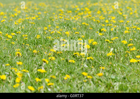 Field of dandelions (Taraxacum officinale) in flower. Abundant yellow flowers in a British meadow, amongst grass Stock Photo