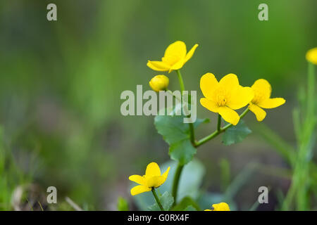 Marsh marigolds - Caltha palustris in the forest Stock Photo