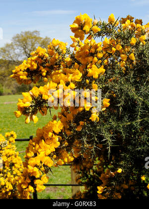 Ulex europaeus , commonly known as gorse, furze or whin with golden spring flowers. Stock Photo
