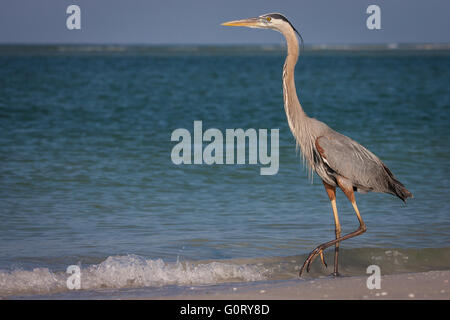 A great blue heron walking along the surf at Fort De Soto, Florida. Stock Photo