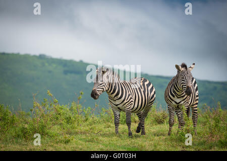 Wild Zebras walk through the fertile plains of the Ngorongoro Crater in Tanzania, East Africa