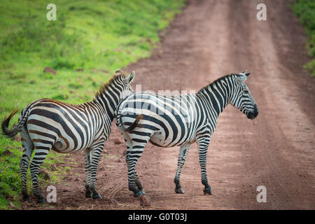 Wild Zebras walk through the fertile plains and land of the Ngorongoro Crater in Tanzania, East Africa Stock Photo