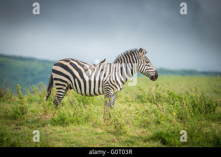 A wild Zebra walks through the fertile plains of the Ngorongoro Crater in Tanzania, East Africa Stock Photo