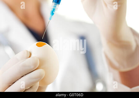 Female researcher/doctor inoculating flu virus into chicken eggs. Stock Photo