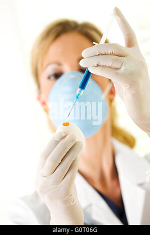 Female researcher/doctor inoculating flu virus into chicken eggs. Stock Photo