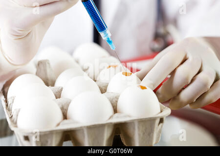 Female researcher/doctor inoculating flu virus into chicken eggs. Stock Photo