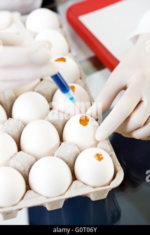 Female researcher/doctor inoculating flu virus into chicken eggs. Stock Photo