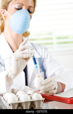 Female researcher/doctor inoculating flu virus into chicken eggs. Stock Photo