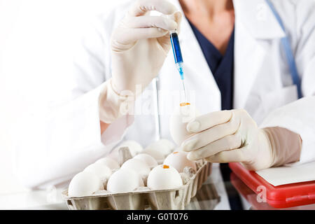 Female researcher/doctor inoculating flu virus into chicken eggs. Stock Photo