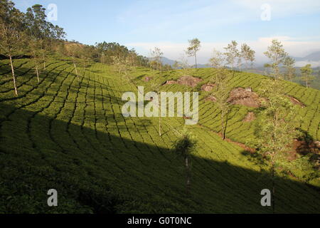 Tea Plantations in the Munnar region, India Stock Photo - Alamy