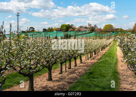 Kent Pear Orchard at blossom time.  Near Hernehill, Kent, UK. Stock Photo