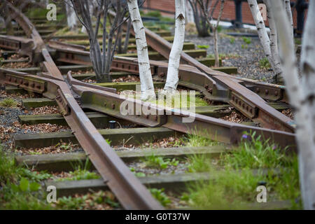 New york silver birch growing   The High Line (also known as the High Line Park) is a linear park built in Manhattan on an eleva Stock Photo