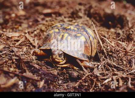 Female box turtle digging nest; laying eggs; SE Pennsylvania; USA Stock Photo