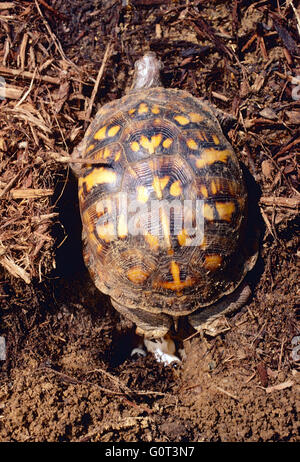 Female box turtle digging nest; laying eggs; SE Pennsylvania; USA Stock Photo