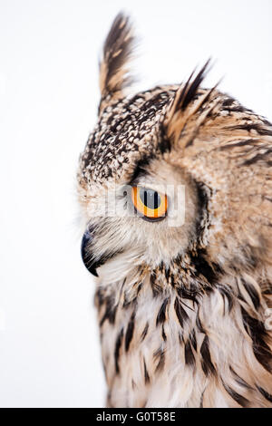 Eurasian Eagle Owl Bubalus (bubalis) Stock Photo