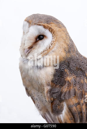 Barn Owl (Tyto alba) Stock Photo