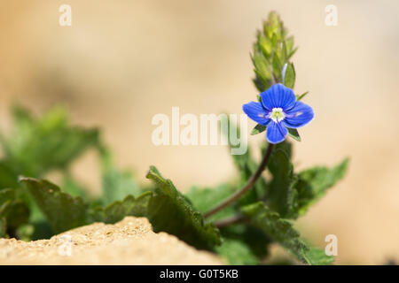 Blue flower of delicate herbaceous perennial plant in the plantain family (Plantaginaceae) Stock Photo