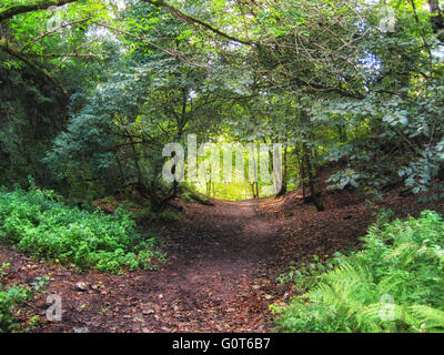 Scottish woodland path, walking towards the sunshine Stock Photo