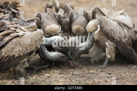 White-backed vultures fighting over the remains of a carcass Stock Photo