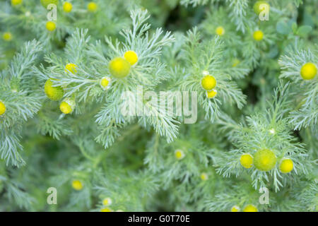 Wild chamomile on defocused background Stock Photo