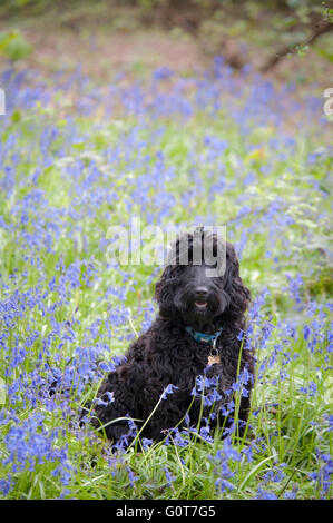 A young black Cockapoo dog on a walk in the woods on a sunny day. Stock Photo