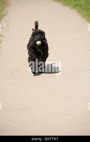 A young black Cockapoo dog on a walk in the woods on a sunny day bringing the ball back down the path Stock Photo
