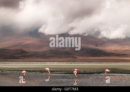 Flamingos feeding in a lake on Salar de Uyuni salt plains, Bolivia, south America Stock Photo