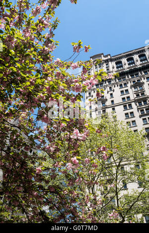 Springtime View Upwards from Trinity Church Cemetery, NYC Stock Photo