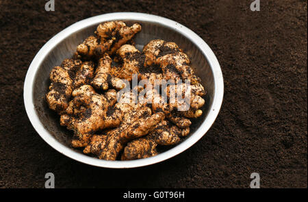 Newly harvested ginger in a bowl on ground Stock Photo