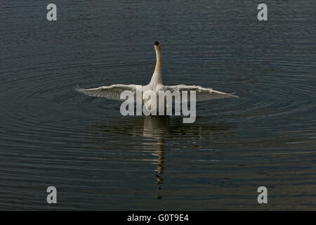 Mute Swan - Cygnus olor. Image taken at Wilstone Reservoir, Hertfordshire, UK Stock Photo