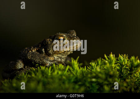 A juvenile Common Toad - Bufo bufo. Image taken at Wilstone Reservoir, Hertfordshire, UK Stock Photo