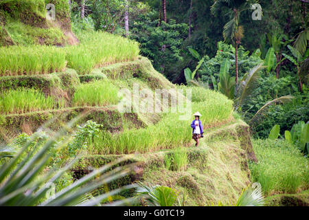 Balinese woman wearing conical hat Tegallalang rice terraces Ubud Bali Indonesia Stock Photo