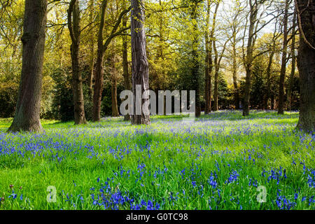 Bluebells in the woods in Surrey, England. Sitting between the trees and creating a carpet of purple and green. Stock Photo