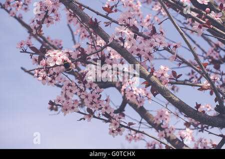 Beautiful flowers of japanese cherry blossom Stock Photo