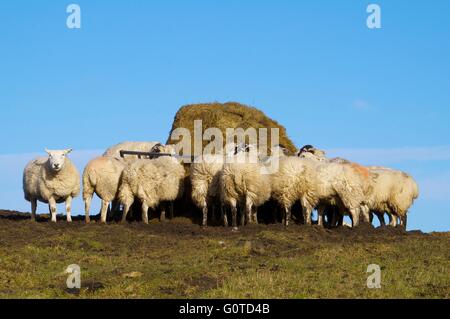 Sheep feeding from hay feeder. Hexham, Northumberland, England, United Kingdom, Europe. Stock Photo