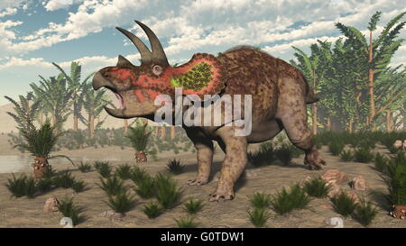 Triceratops dinosaur among cycadeoidea and onychiopsis plants and pachypteris trees - 3D render Stock Photo