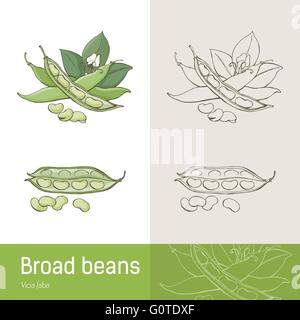 Broad beans or fava beans hand drawn botanical drawing Stock Vector