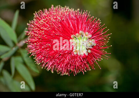 Red flower from australian plant Metrosideros Excelsa in spanish coast Stock Photo